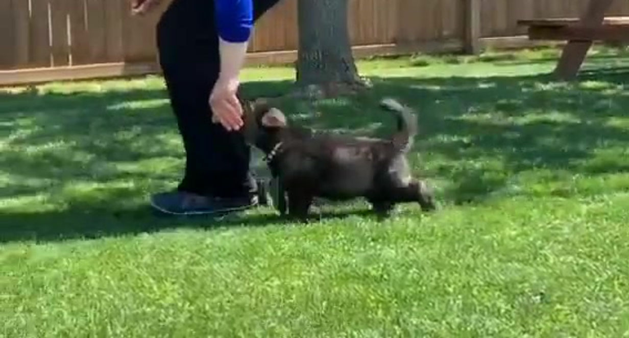 Brave and Faithful K9 Recon